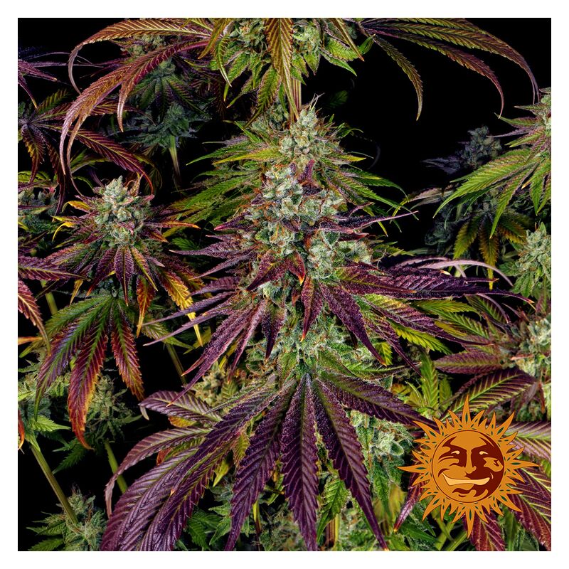 Mimosa EVO, Фасовка: 1, изображение 12